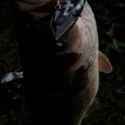 朝イチに羽根モノで良型バス