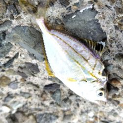 そして魚はいなくなった？