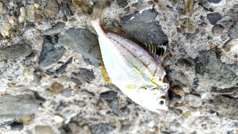 そして魚はいなくなった？