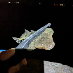 薄っぺらいヤツ
