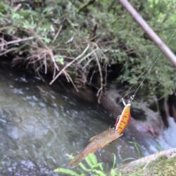 増水あり期待したが
