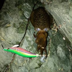 マズメでポロポロと
