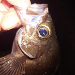 電気ウキ釣り 19