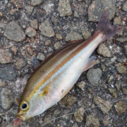 ミャク釣り