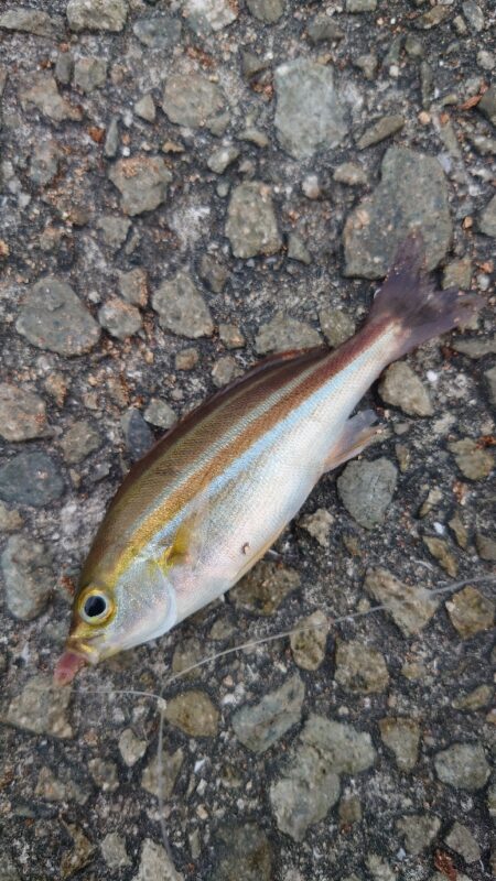 ミャク釣り