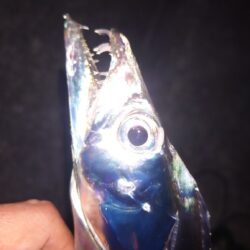 引き釣り 3