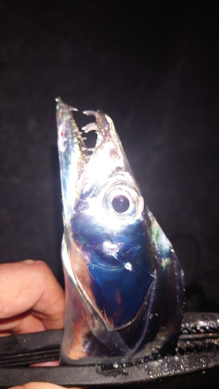 引き釣り 3