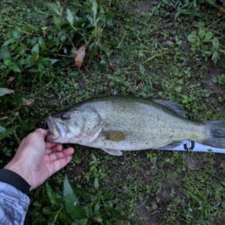 羽物で朝のちょい釣り