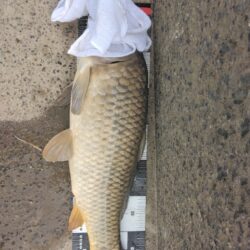 いつもの鯉釣り