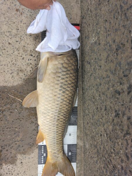 いつもの鯉釣り