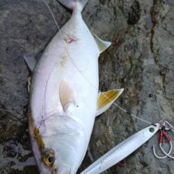 狙いの魚が今年初