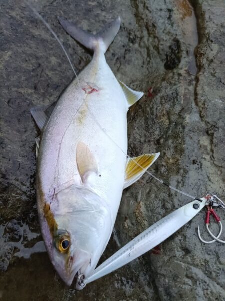 狙いの魚が今年初
