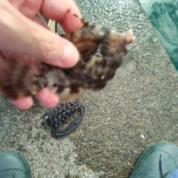 キスいない…カワハギ釣り