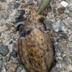 コウイカ