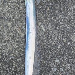 爆風の中の刀狩り