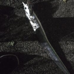 連夜の刀狩り
