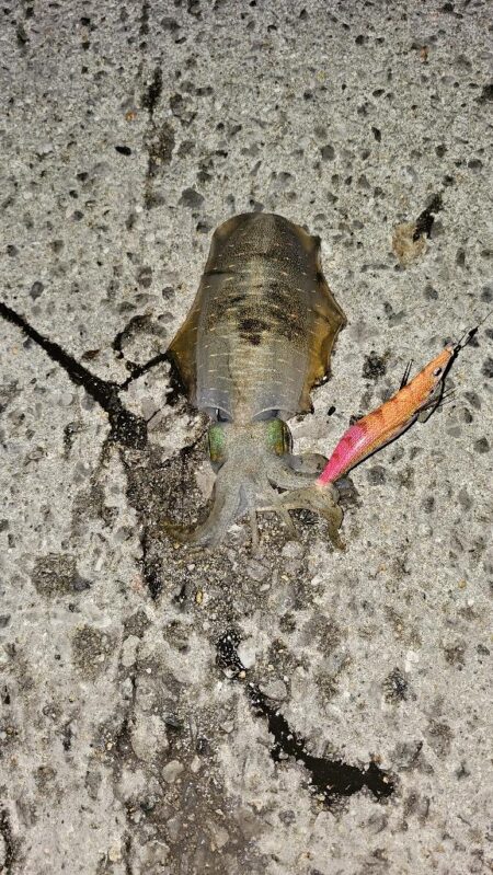 秋イカ開始