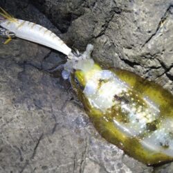 夜中から出撃
