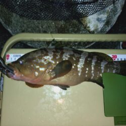 アコウ（キジハタ）狙い🎣