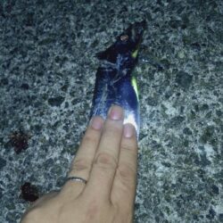 太刀魚狩り🎣