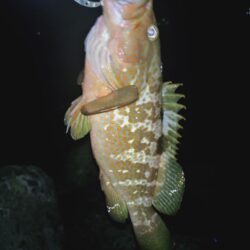 懲りずにアコウ狙い🎣