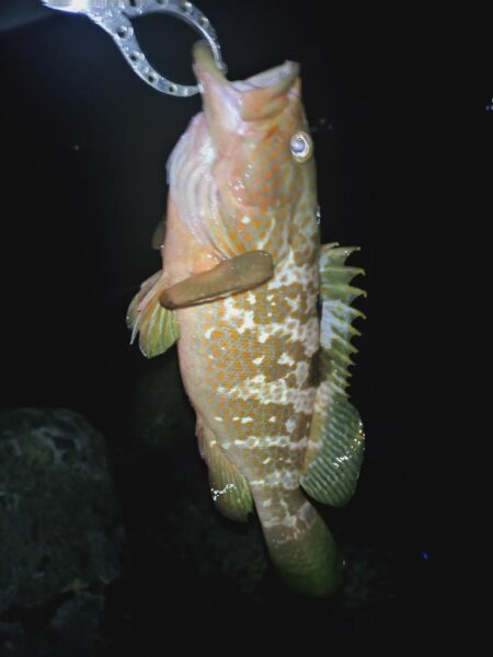 懲りずにアコウ狙い🎣