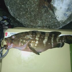 やっとこさのアコウ🎣