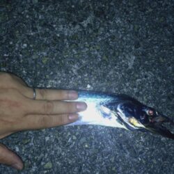 たまには太刀魚テンヤ🎣
