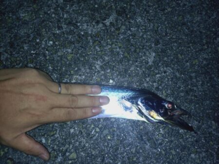たまには太刀魚テンヤ🎣