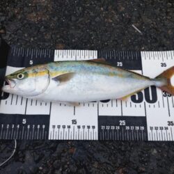 平日の雨、ショアジギング🎣