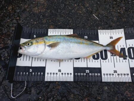 平日の雨、ショアジギング🎣