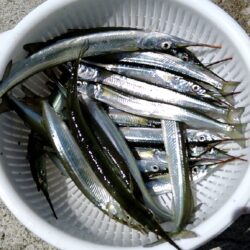 サヨリ開幕