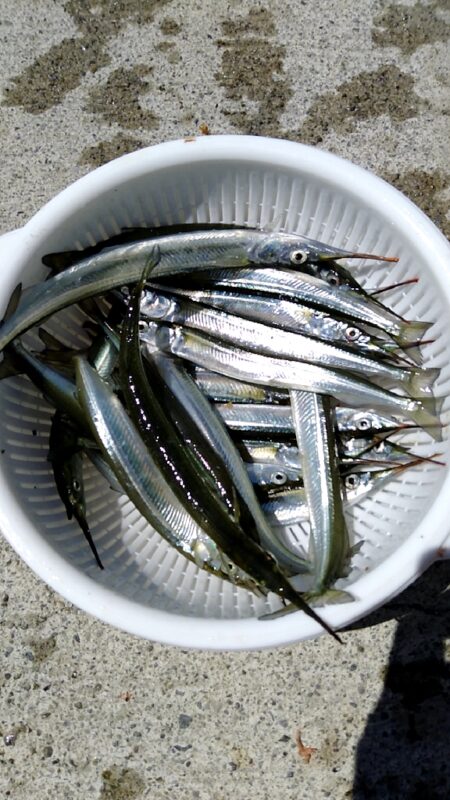 サヨリ開幕