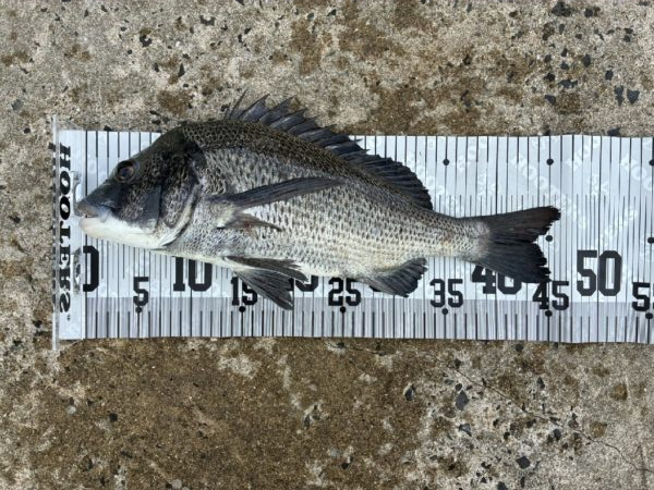 イチノ兄弟、釣果！