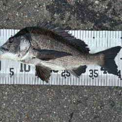 イチノ兄弟、釣果！