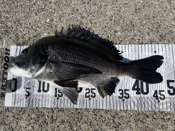 イチノ兄弟、釣果!