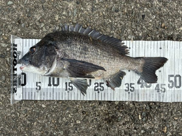 イチノ兄弟、釣果！