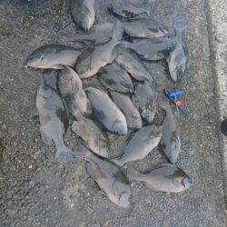 和歌山市江（吉丸渡船）でグレ釣り