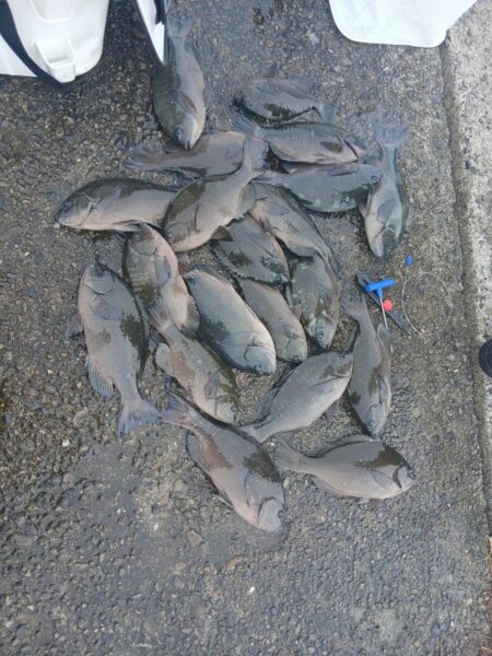 和歌山市江（吉丸渡船）でグレ釣り