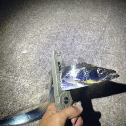 タチウオ釣行