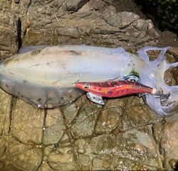 エギング 波高になる前に