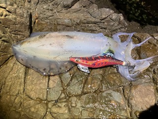 エギング 波高になる前に