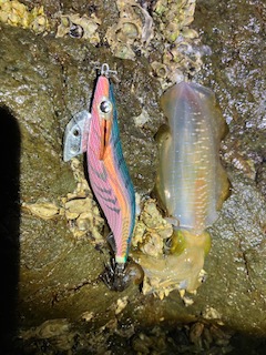 エギング　爆風とかすかなウネリの中