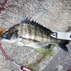 短時間釣行
