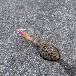 リベベンジ釣行〜