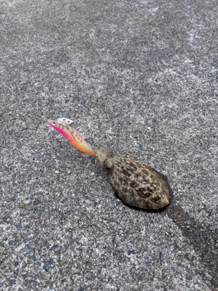 リベベンジ釣行〜