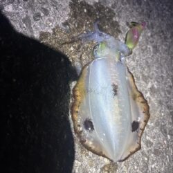 なんとかやれた