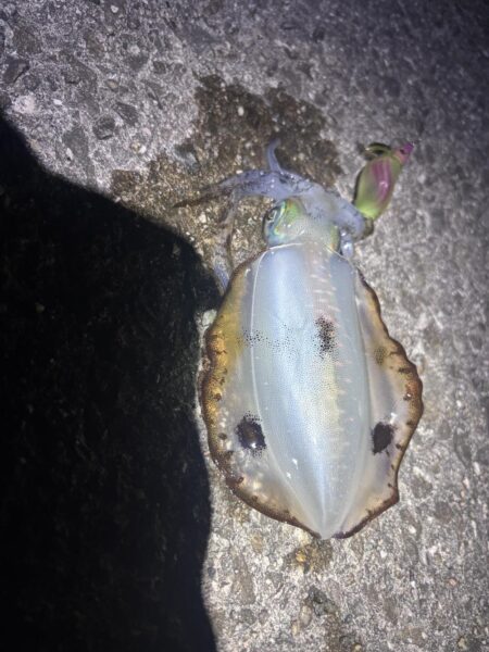 なんとかやれた