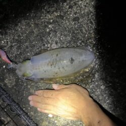 育ちすぎな？新子？