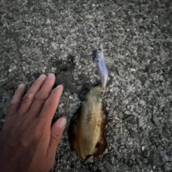 秋っぽい?